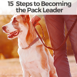 be the pack leader