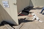 Union Tribune: Graham Bloem training puppies rescued from war torn Iraq