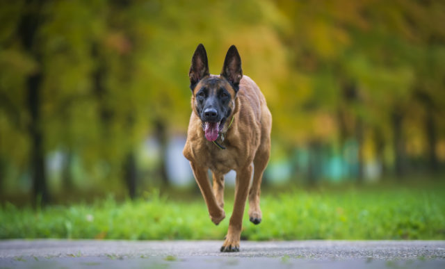 Portrait of a young belgian shepherd malinois running straight at the camera. Muscular and lean dog on a background of autumn forest.