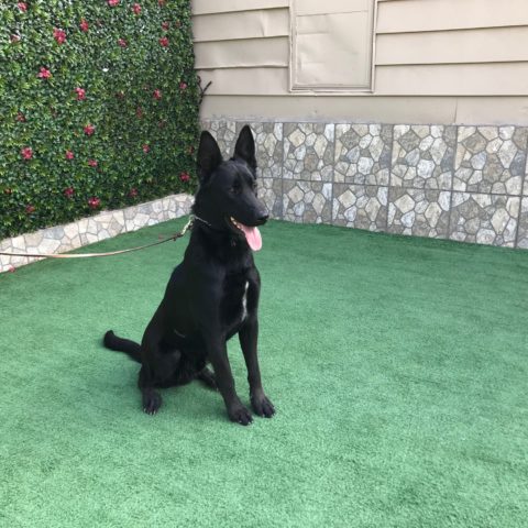 Available pre-trained dog Zeke