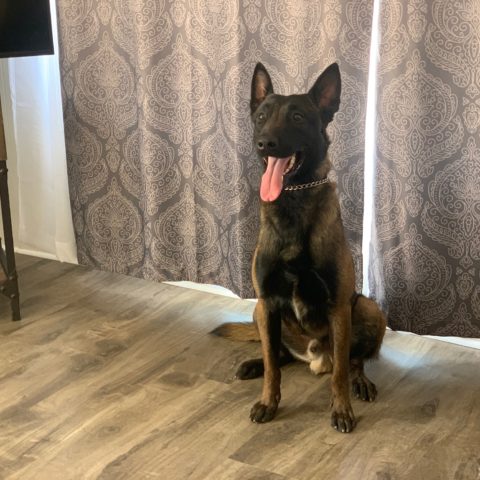 Available pre-trained dog Thor