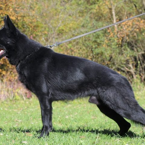 Available pre-trained dog Atlas