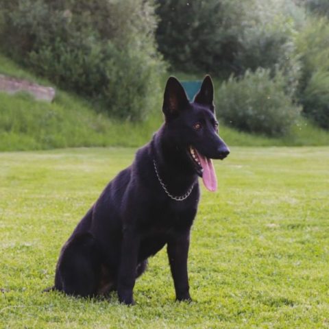 Available pre-trained dog Paris