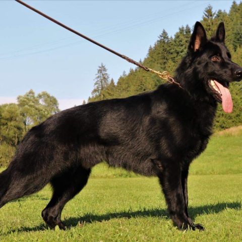 Available pre-trained dog Vader
