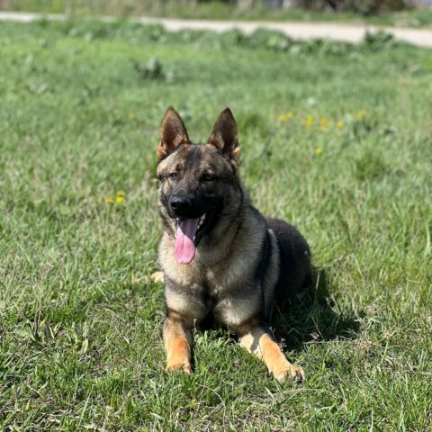 Available pre-trained dog Drago