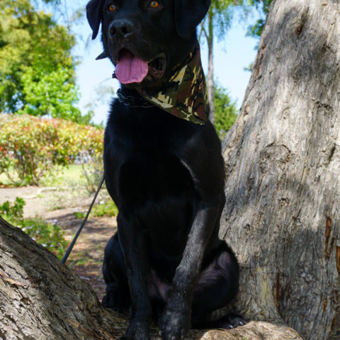 Available pre-trained dog Rocky