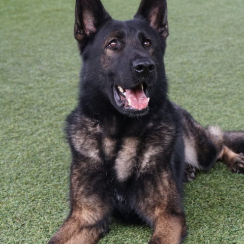 Available pre-trained dog Ares