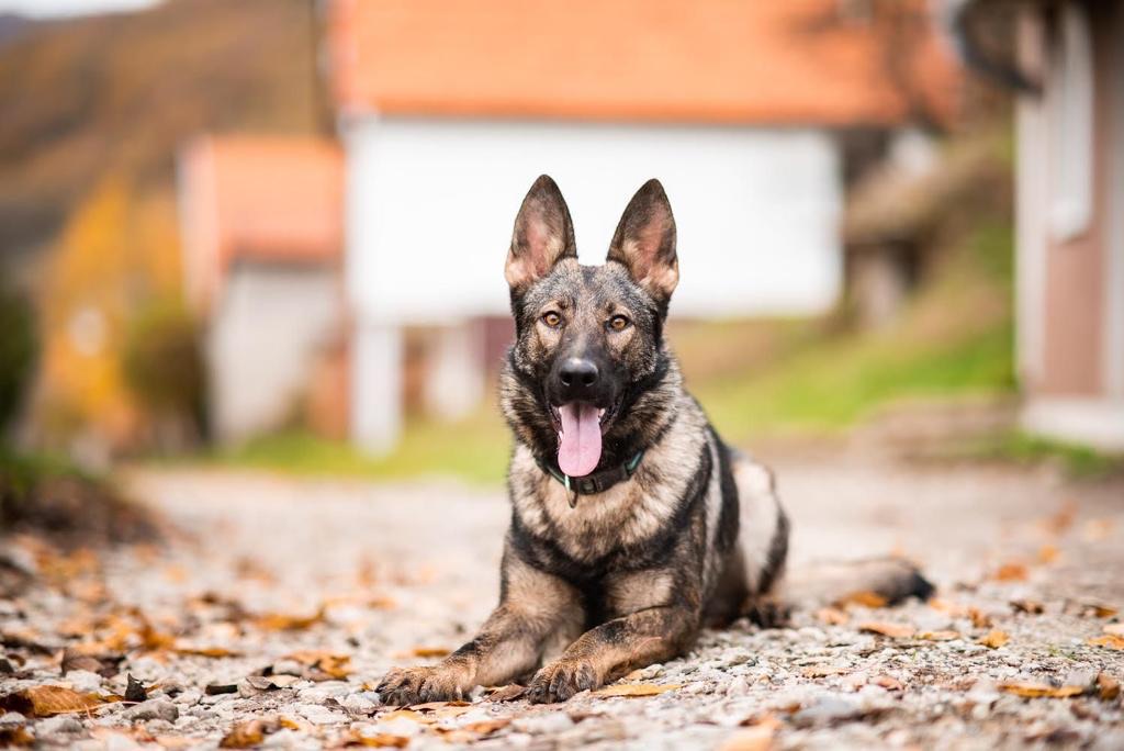 Nyx Level 2 Personal Family Protection Dogs Dog Available From 