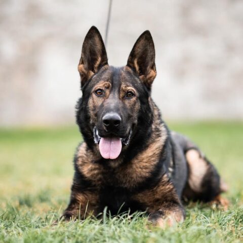 Available pre-trained dog Ronin