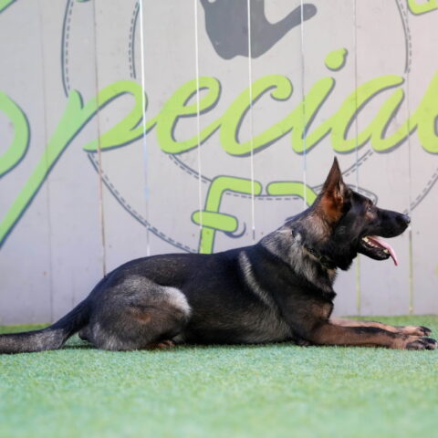 Available pre-trained dog Salvador