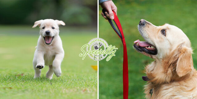 Training Puppies vs. Training Adult Dogs Tailored Approaches for Every Age Specialty Dog Training