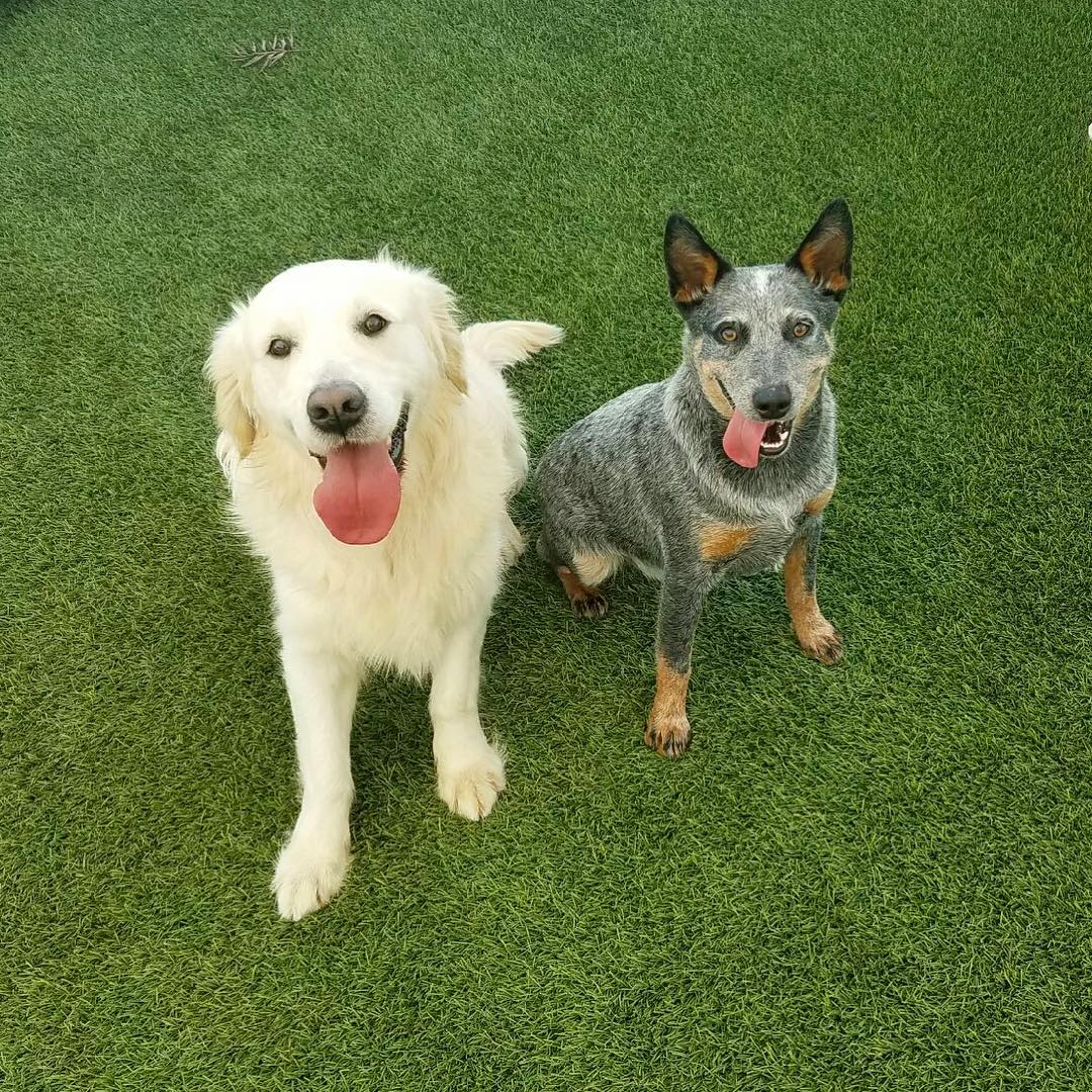 Navigating a TwoDog Household Building Harmony Specialty Dog Training