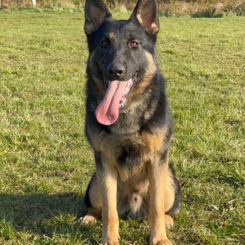 Available pre-trained dog Ax