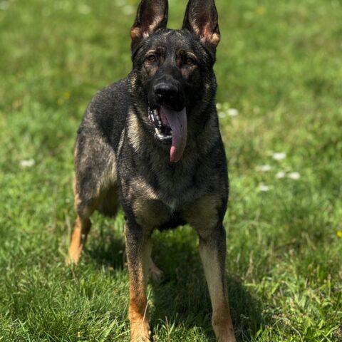 Available pre-trained dog Alma