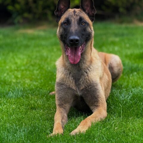 Available pre-trained dog Rambo