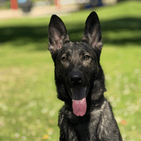 PPD Comparison - Level 1