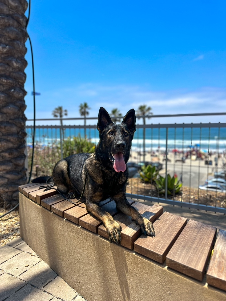 Family Protection Dog trained by Specialty Dog Training out in public