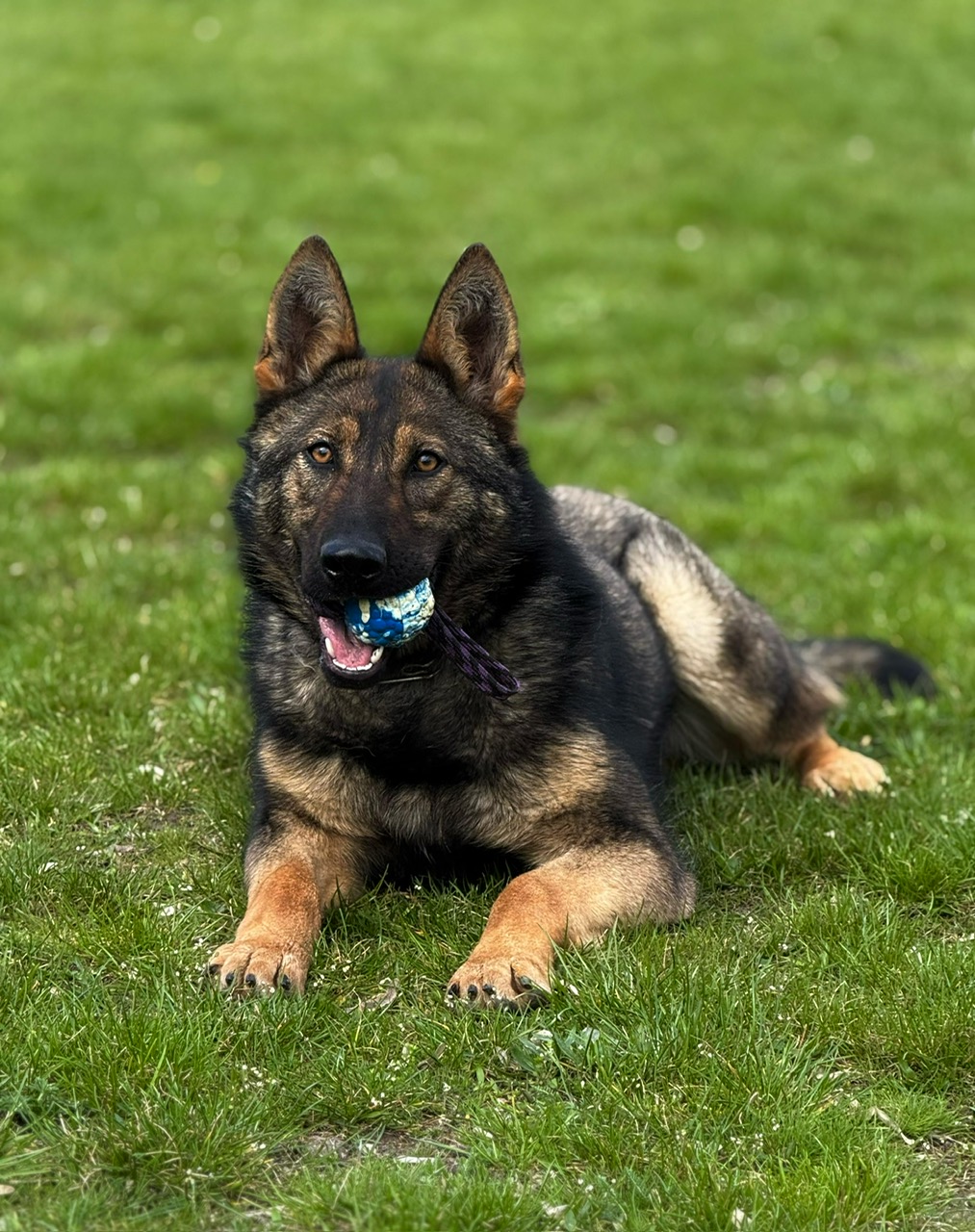 a family protection dog lying on grass with a toy in their mouth