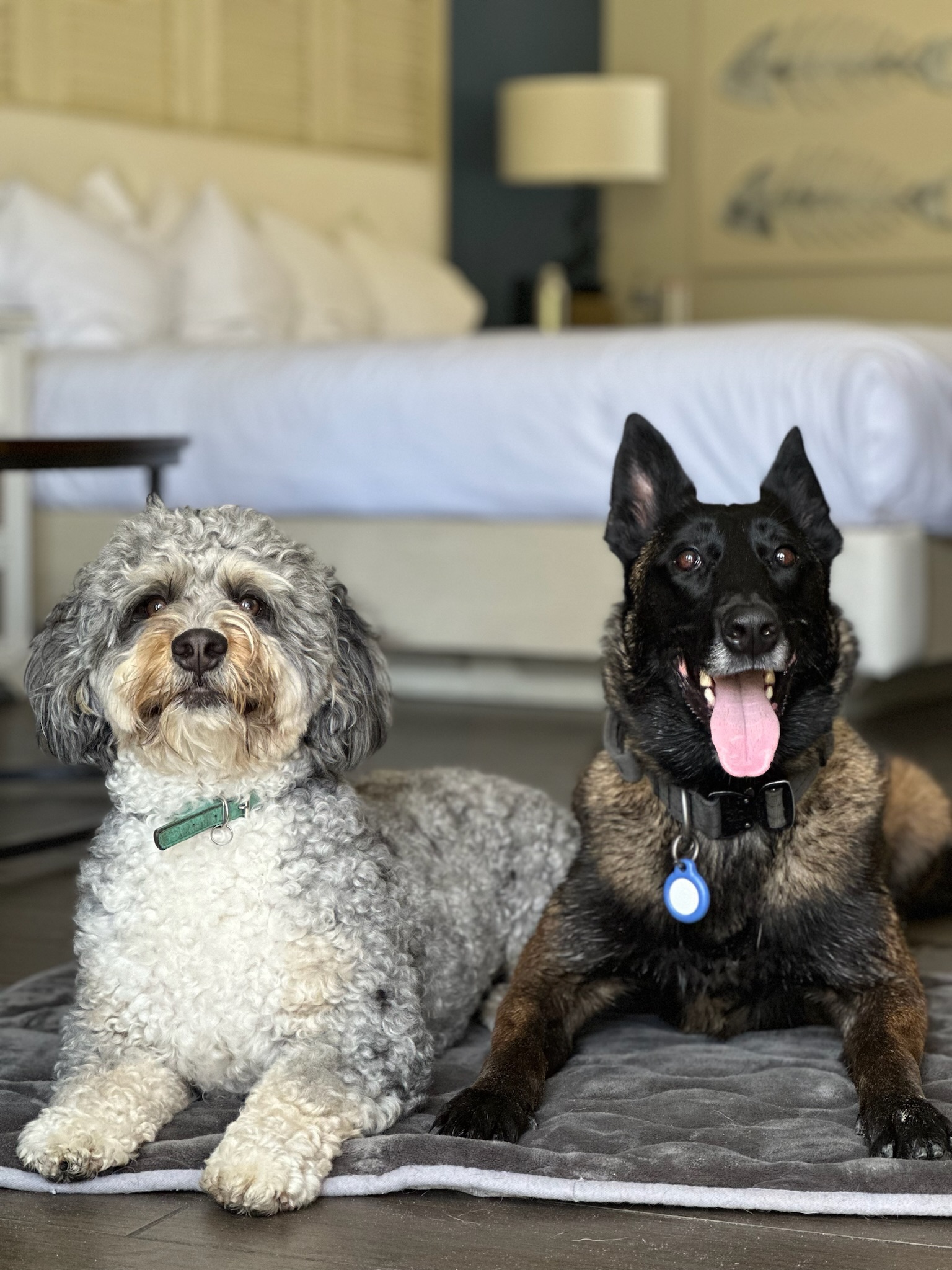 a protection dog posing next to a family dog