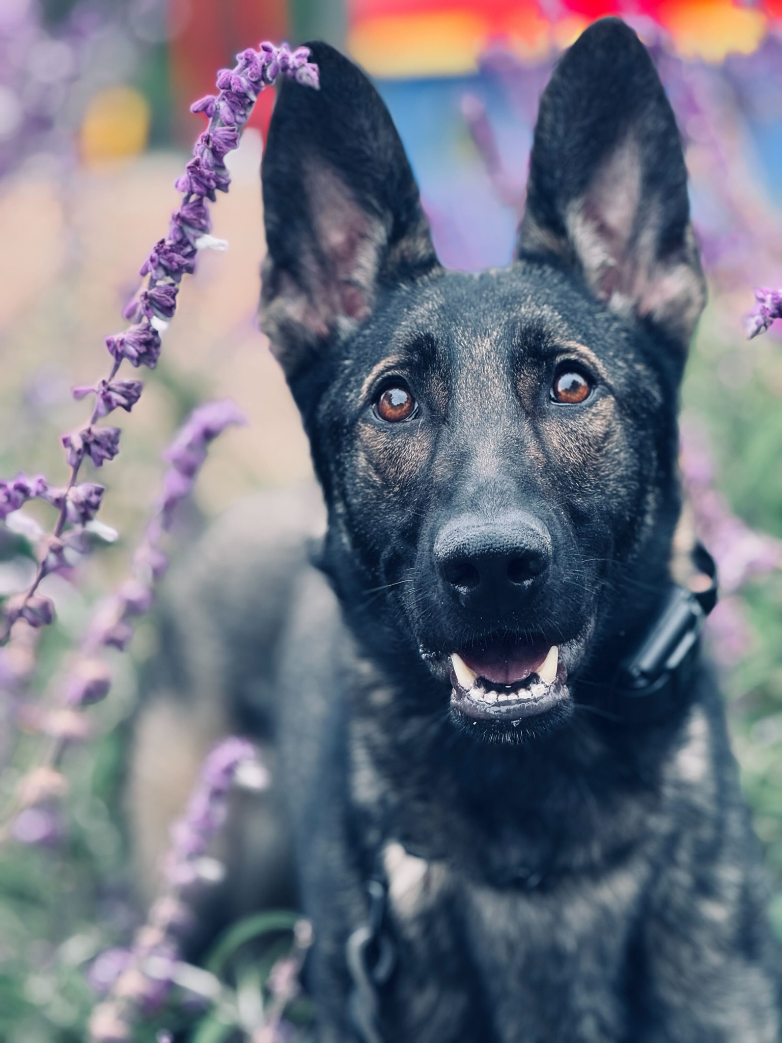 a close-up of a protection dog in a field of purple flowers 