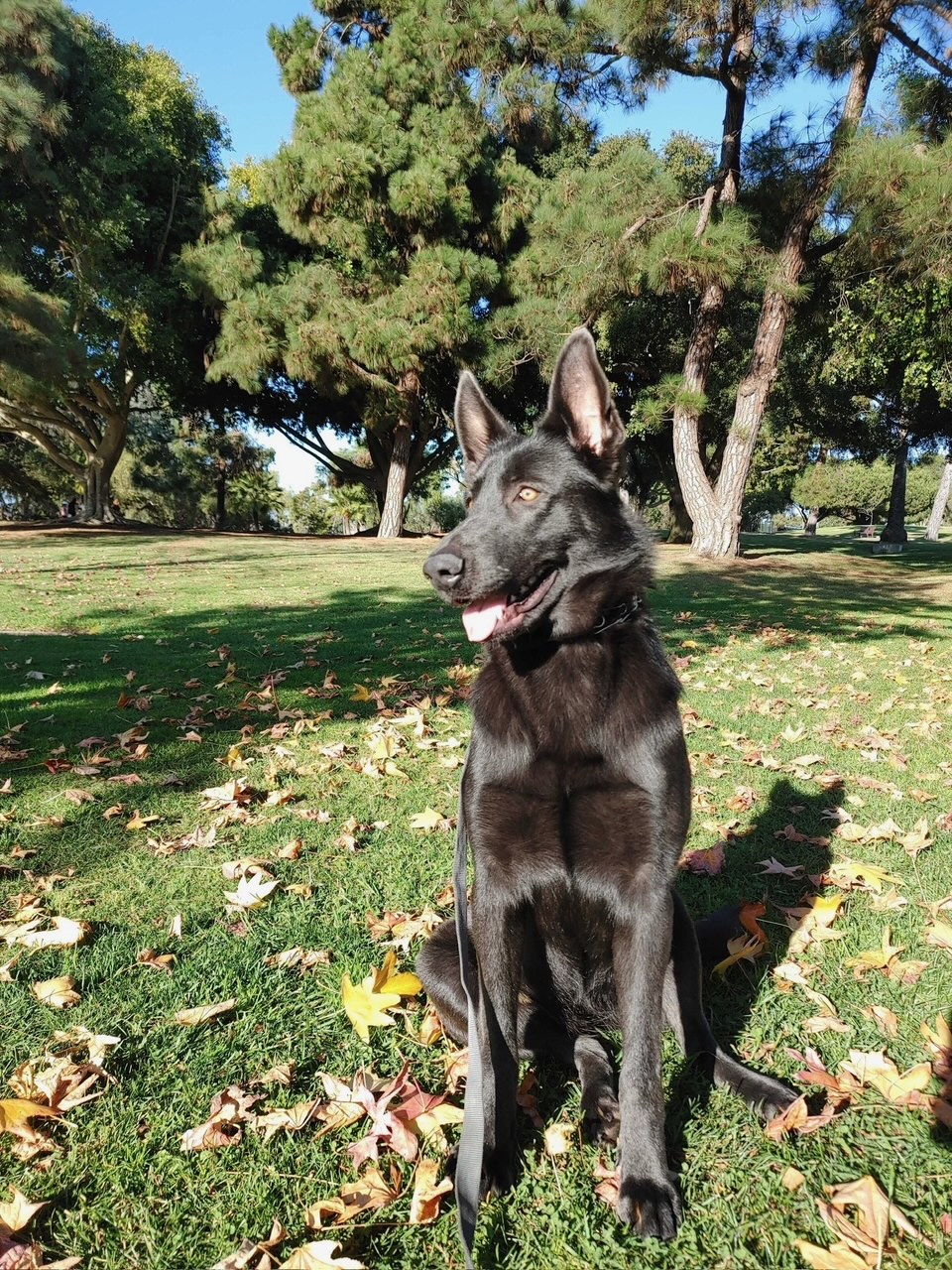 Family protection dog showing confident, neutral behavior in a real-world environment after advanced training