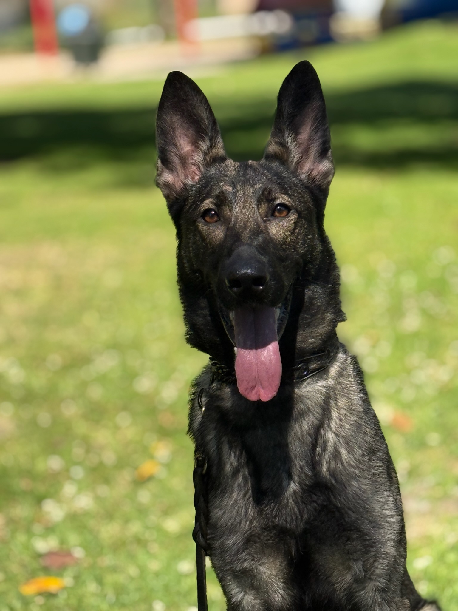 a lively protection dog looking at the camera