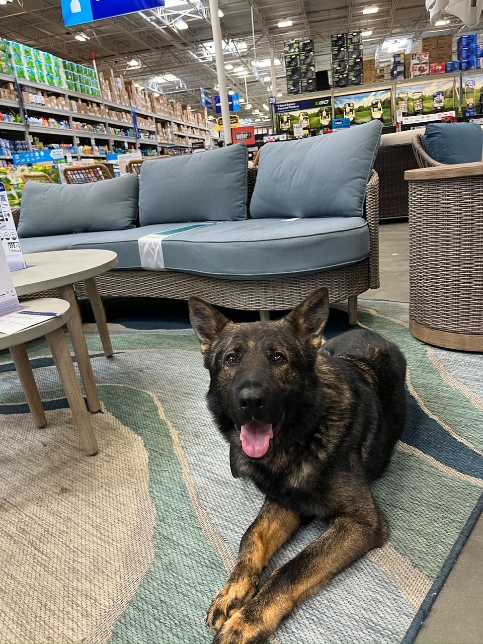 a protection dog lying in a furniture store on the floor