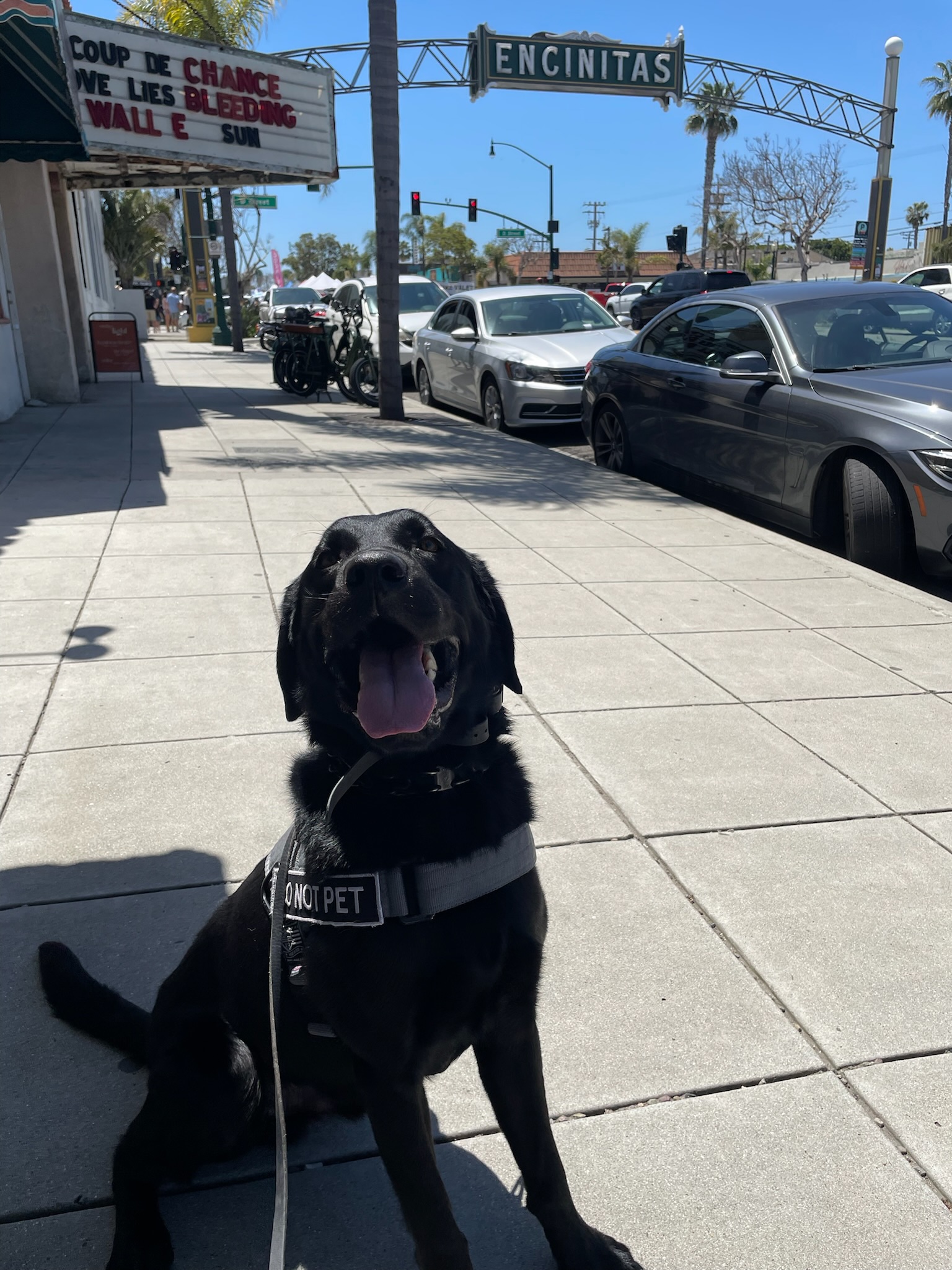 A Black labrador service dog waiting attentively on a sidewalk for their owner.