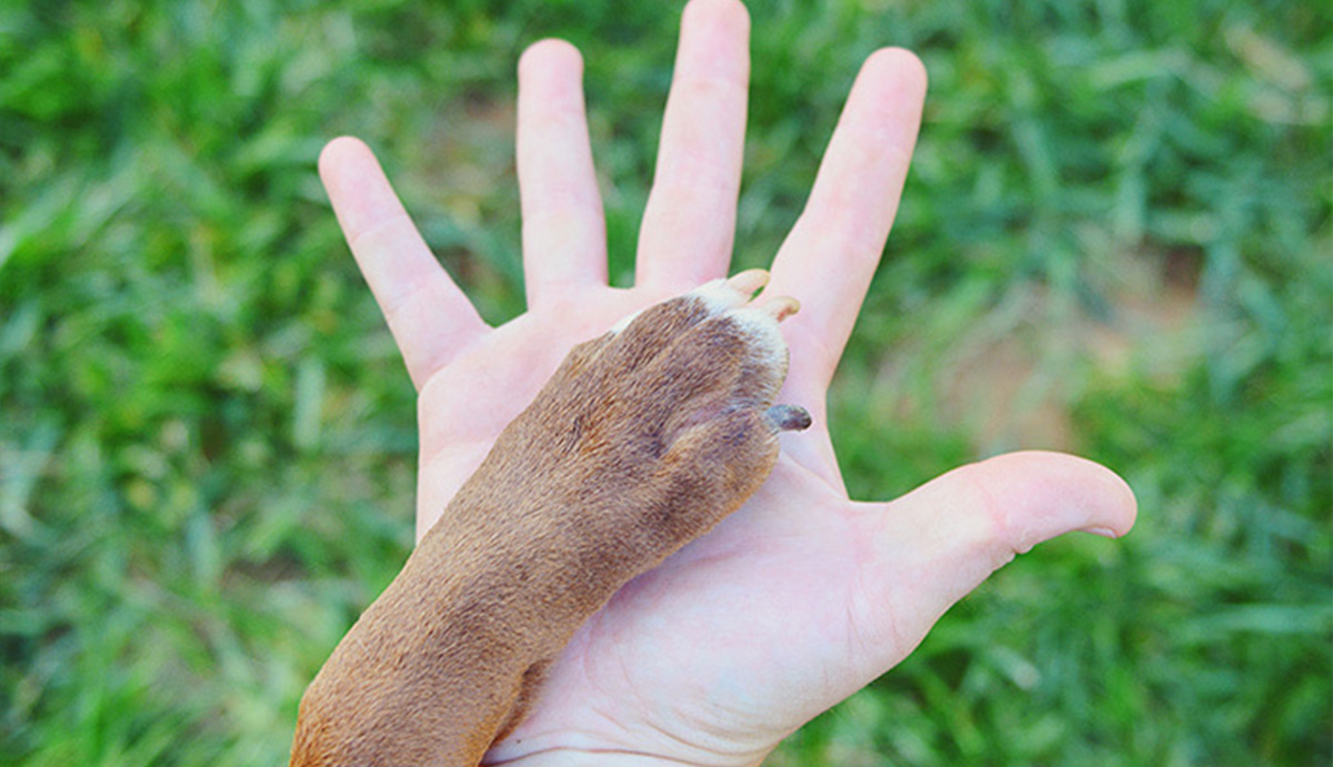 Hand holding a dog's paw