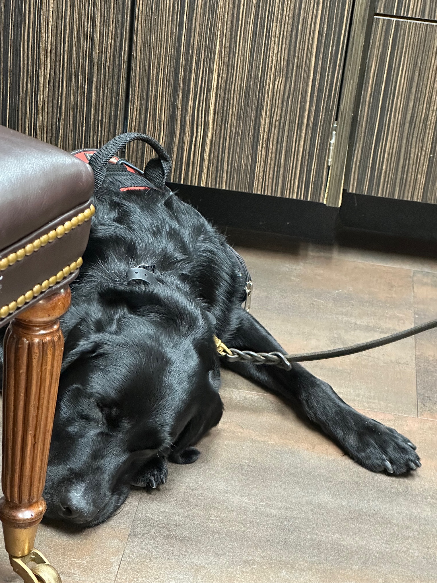 Black Labrador service dog sleeping on the floor