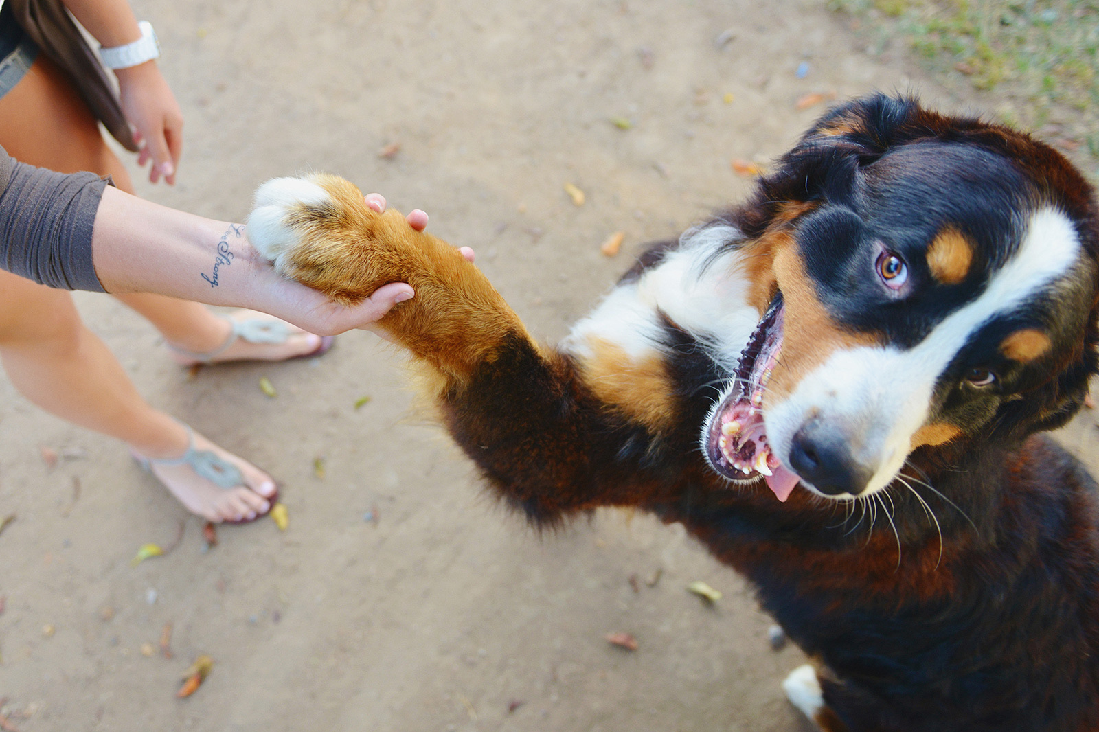 Service dog holding hands with their owner