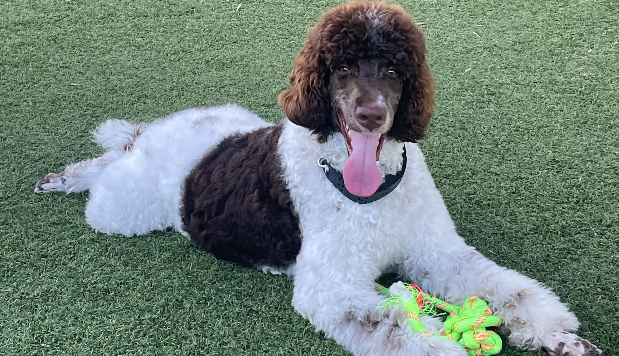Doodle Service dog laying on the ground with a chew toy