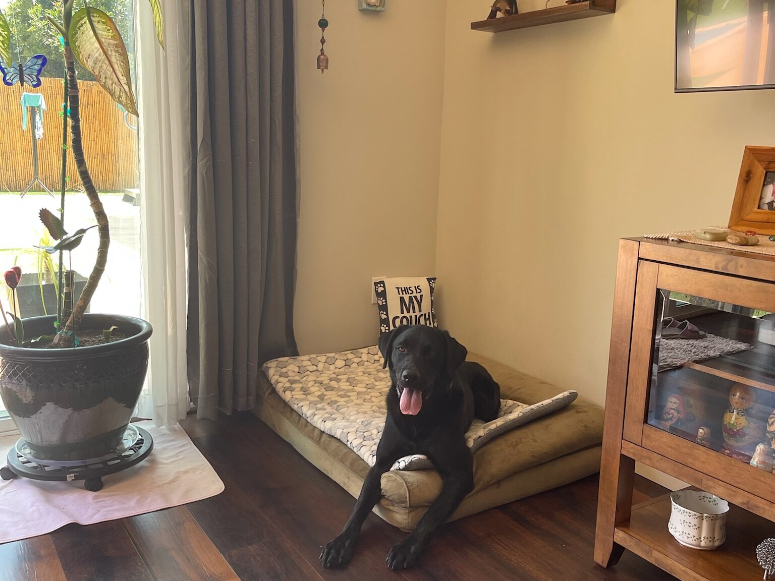 Service dog taking a break on their dog bed in the corner of a room