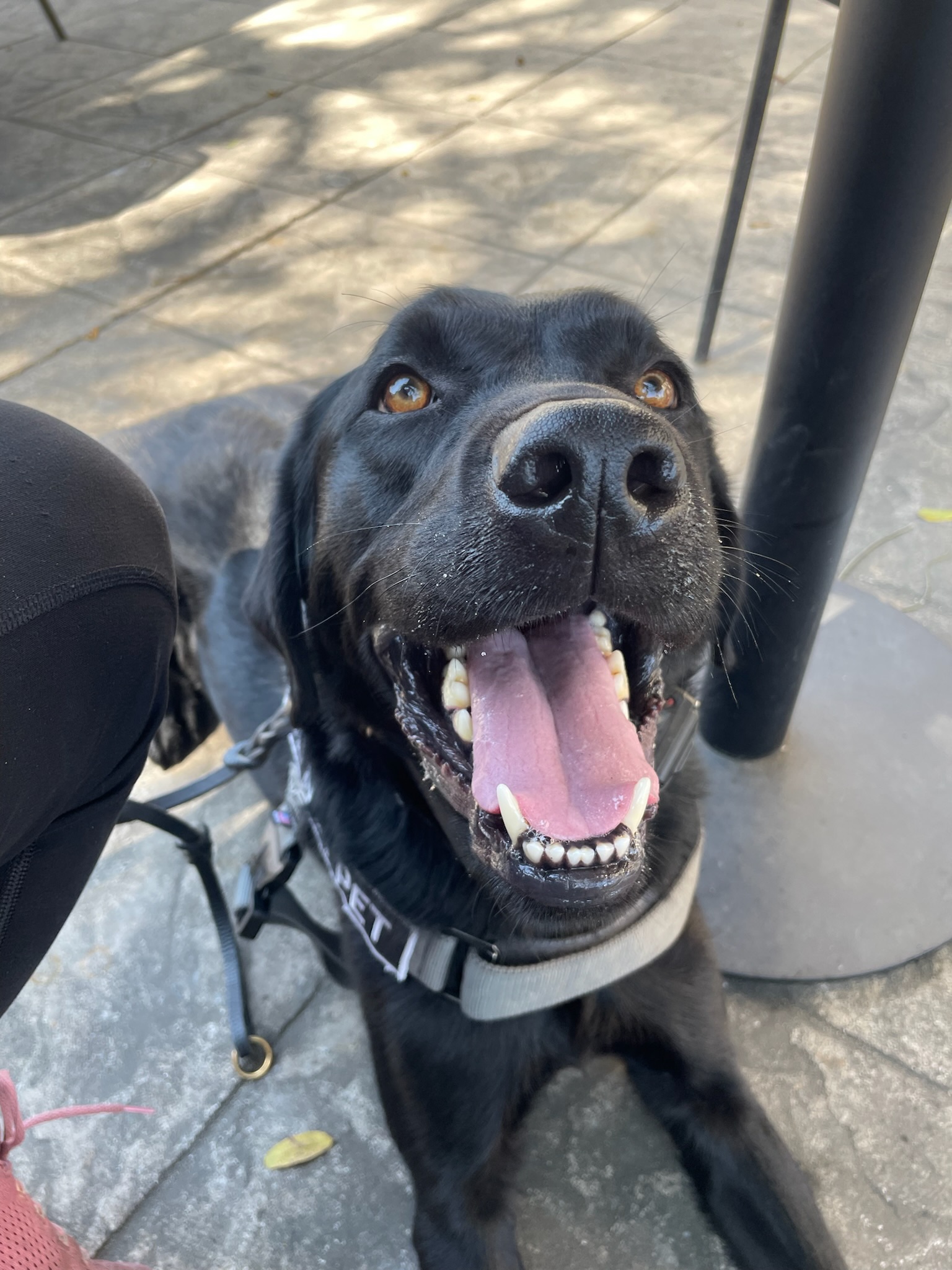 Happy Service Dog laying on the ground under a table