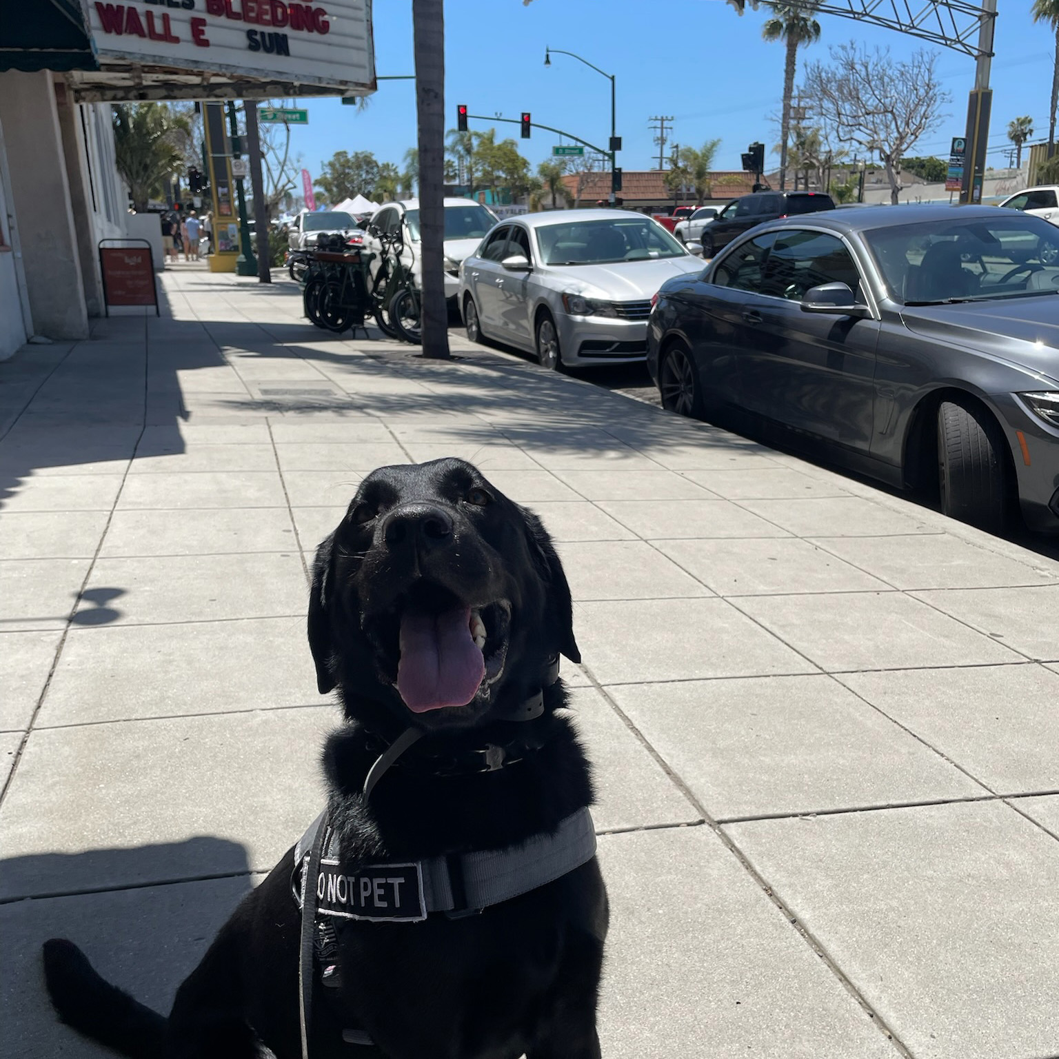Black Labrador service dog sitting on the sidewalk in front of a movie theater