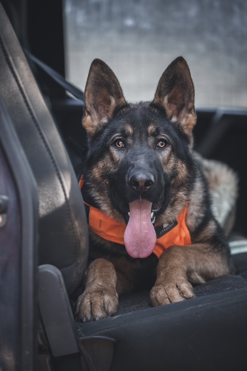 A wide-eyed protection dog waiting patiently in a car seat.