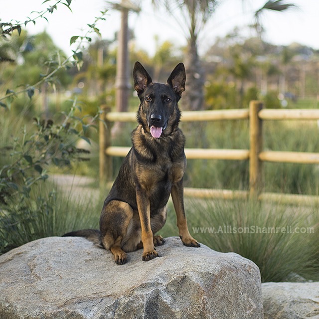 A protection dog sitting on a big rock outside