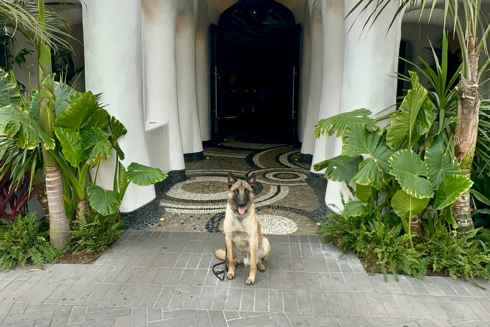 Protection dog guarding the front door of a big house