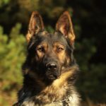 personal-protection-dog-testimonial